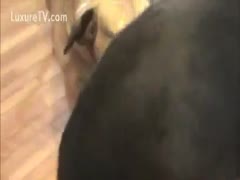 Durable pale college-aged girlfriend pleases her man's fetish and bonks an beast